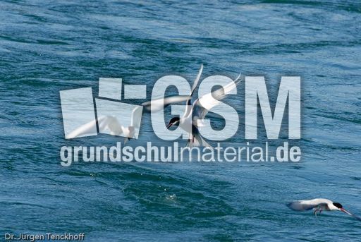 Küstenseeschwalbe (6 von 6).jpg